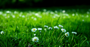 Bermuda grass Seed